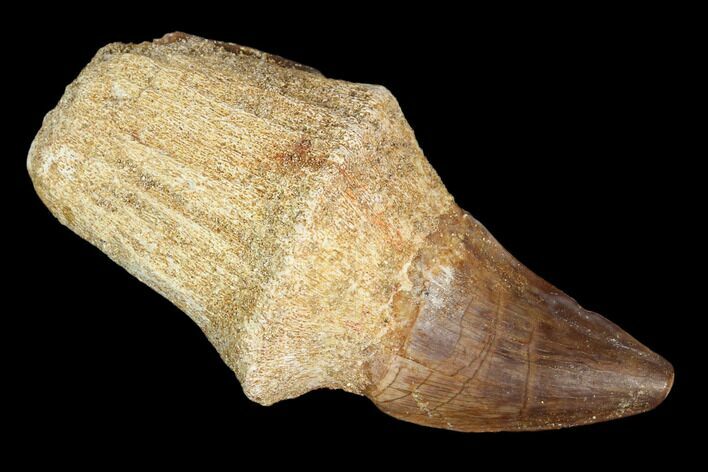 Fossil Rooted Mosasaur (Prognathodon) Tooth - Morocco #116921